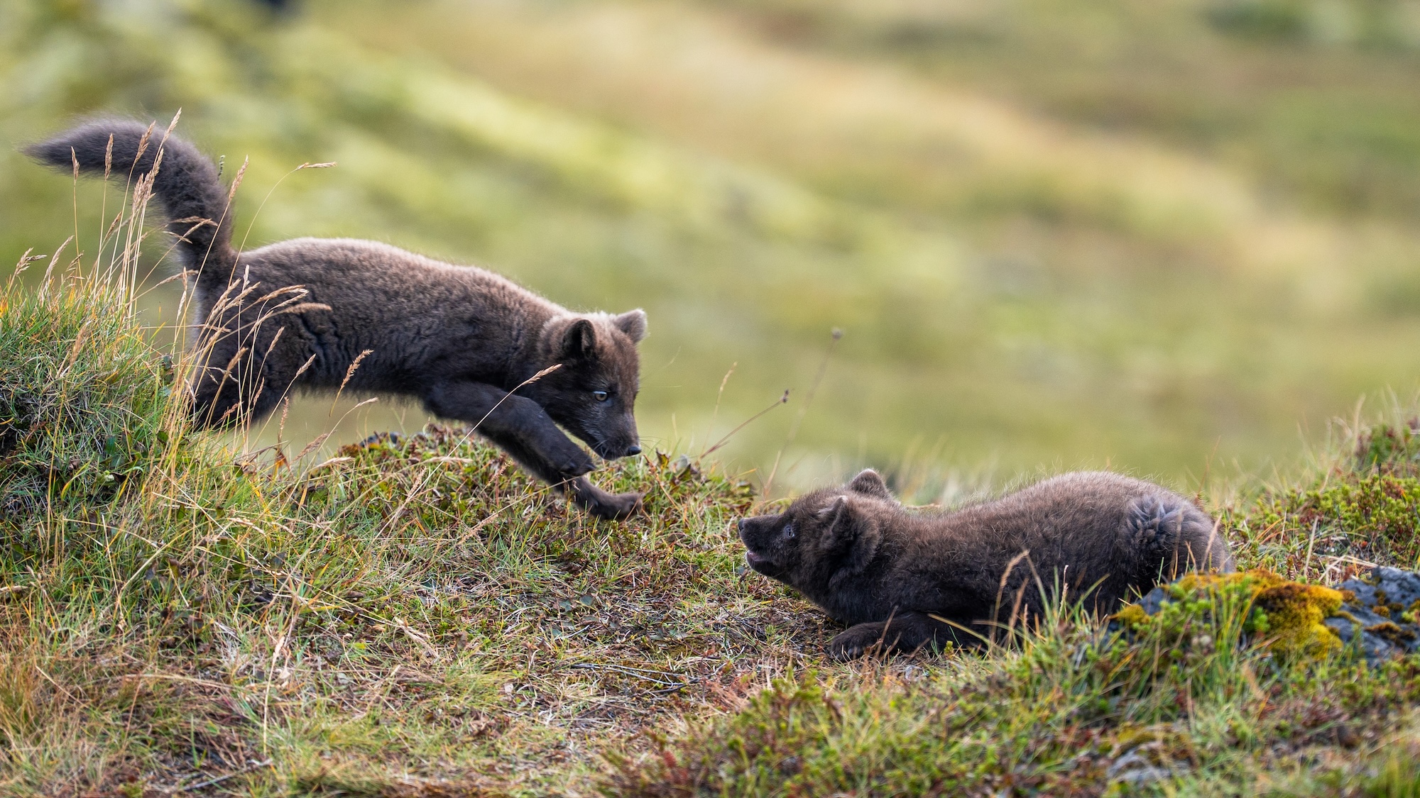 Arctic Foxes, Hornstrandir