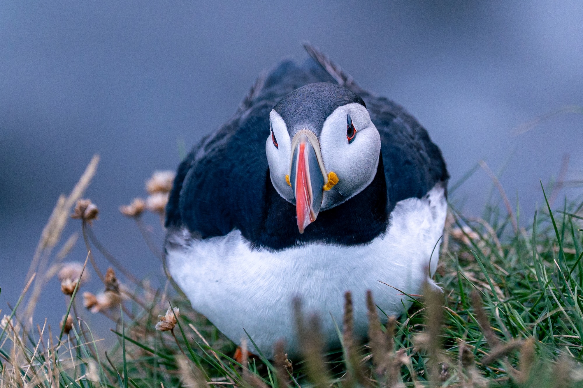 Puffin, Iceland
